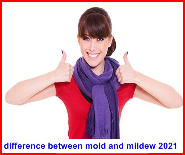 difference between mold and mildew