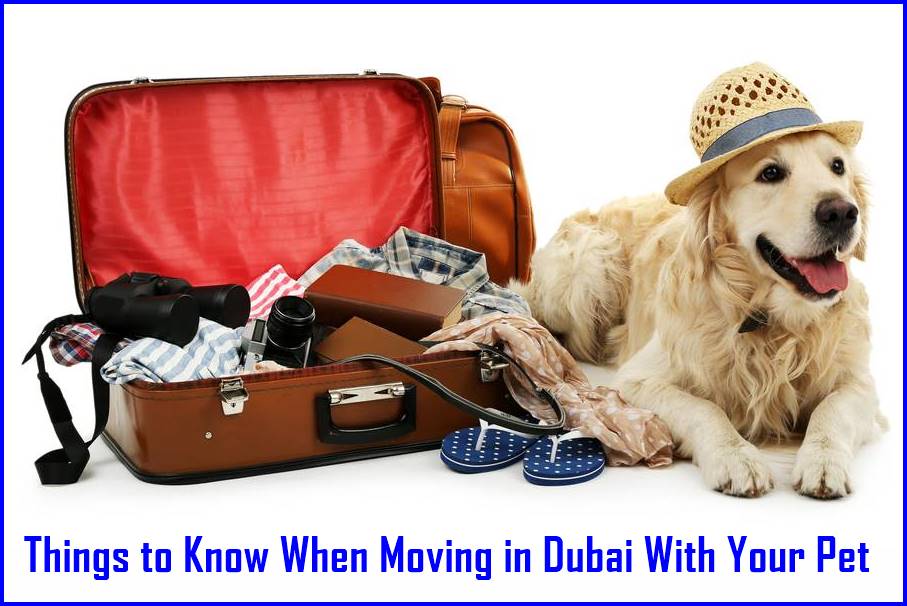 Things to Know When Moving in Dubai With Your Pet