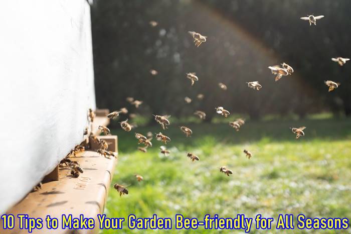 10 Tips to Make Your Garden Bee-friendly for All Seasons