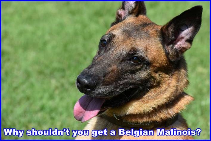 Why shouldn't you get a Belgian Malinois?